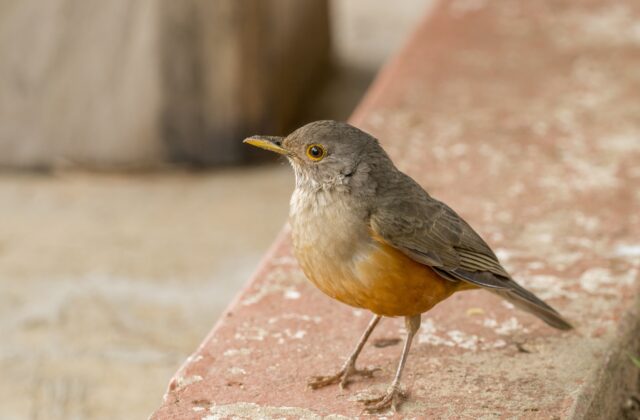 Rufous-bellied Thrush