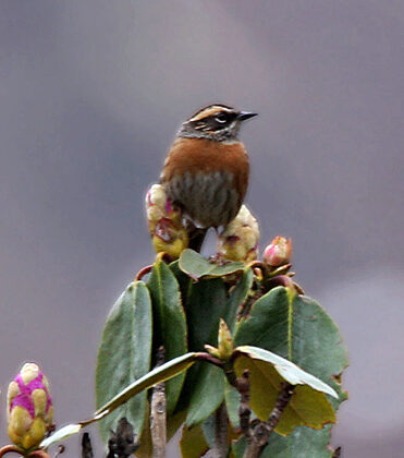Rufous-breasted Accentor