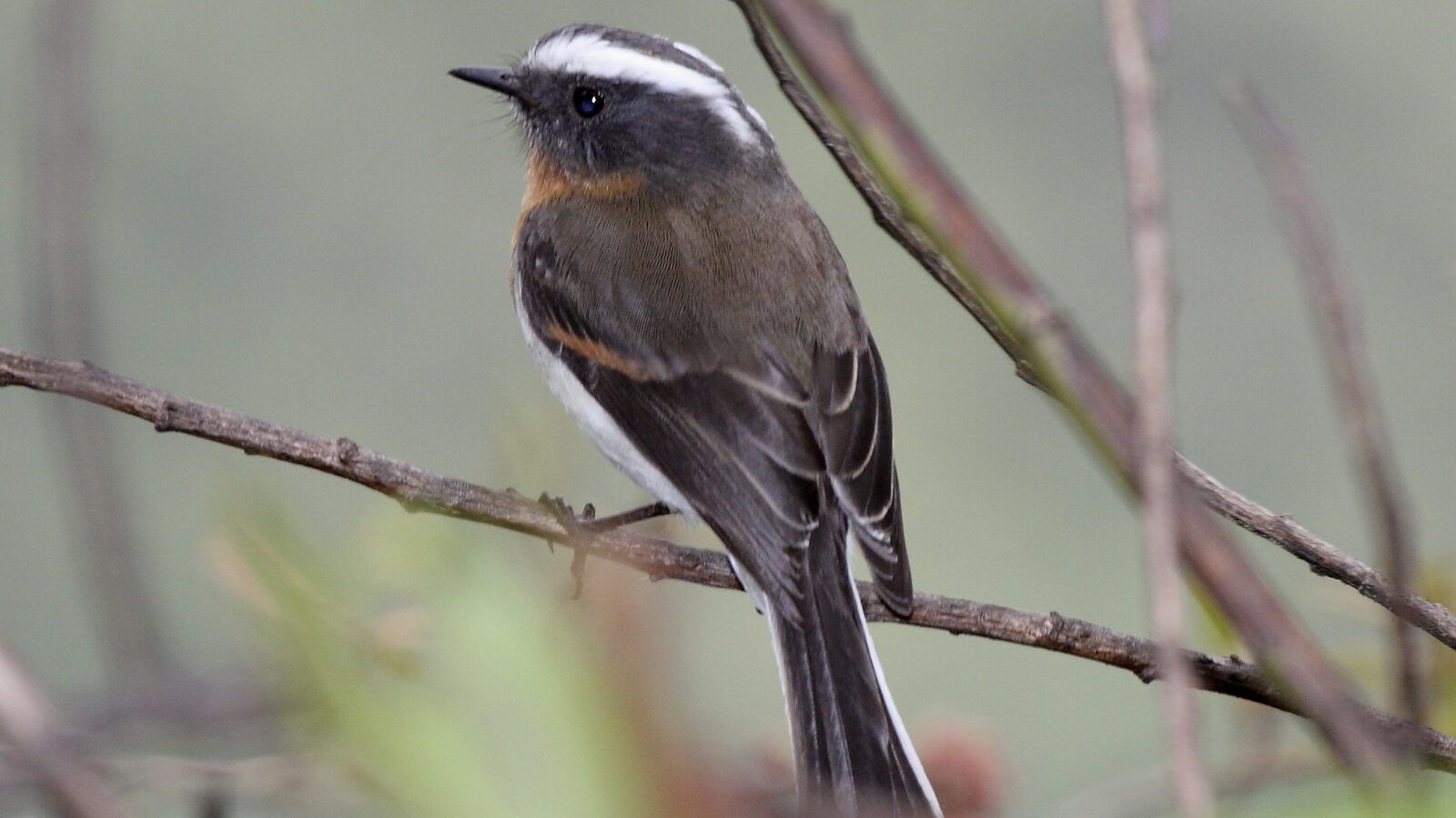 Rufous-breasted Chat-Tyrant