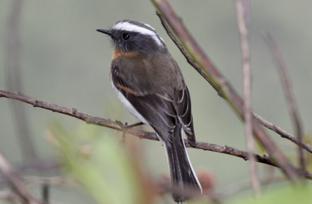 Rufous-breasted Chat-Tyrant