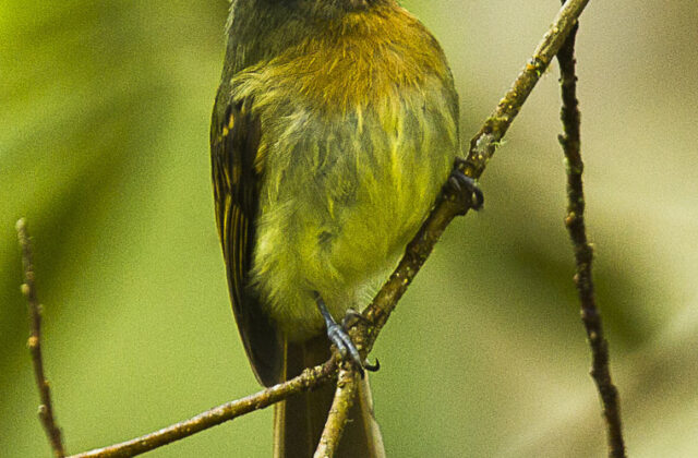 Rufous-breasted Flycatcher