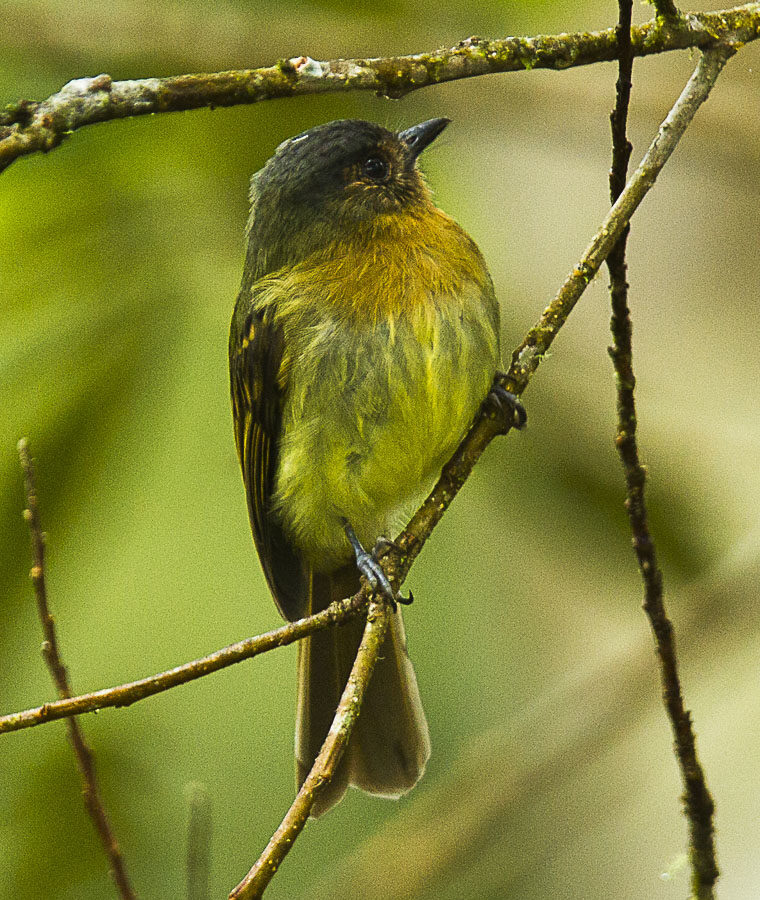 Rufous-breasted Flycatcher
