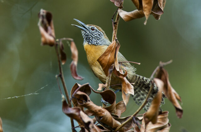 Rufous-breasted Wren