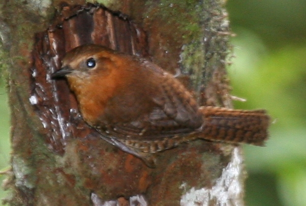 Rufous-browed Wren