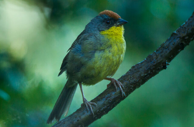 Rufous-capped Brushfinch