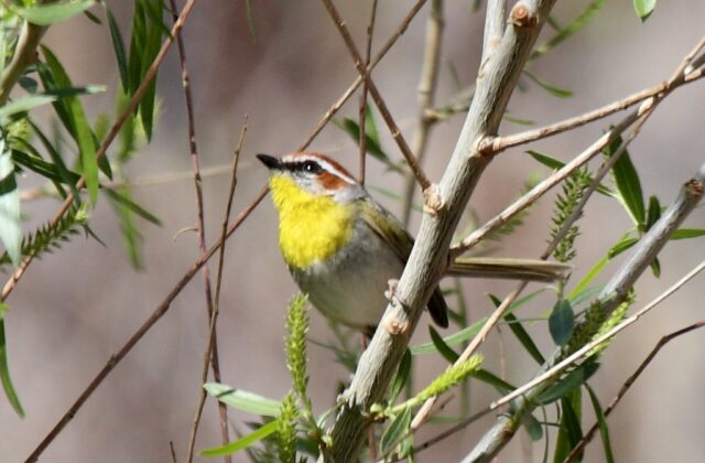 Rufous-capped Warbler