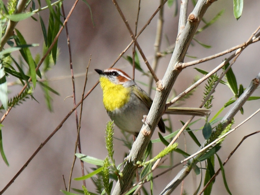 Rufous-capped Warbler