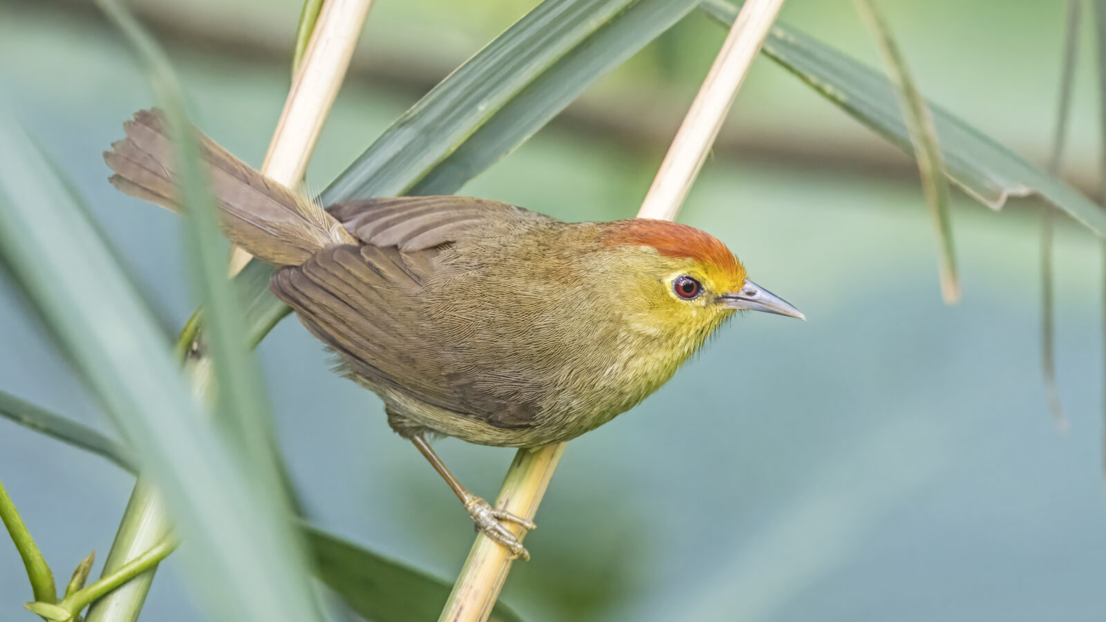 Rufous-capped Babbler