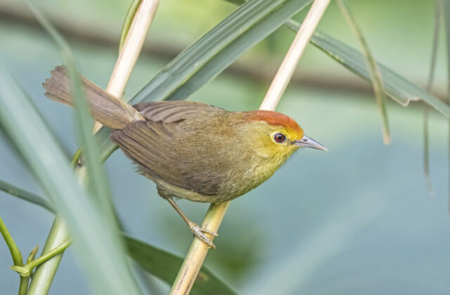 Rufous-capped Babbler