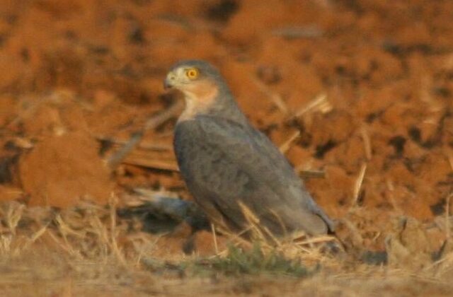 Rufous-breasted Sparrowhawk