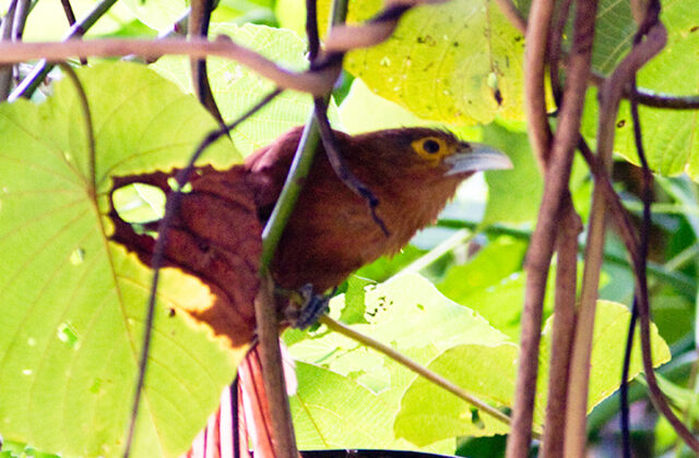 Rufous Coucal