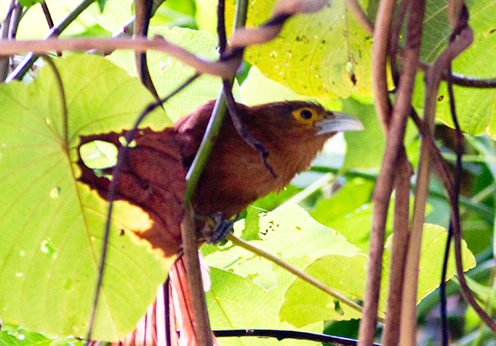 Rufous Coucal