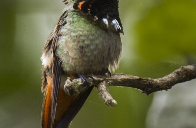 Rufous-crested Coquette