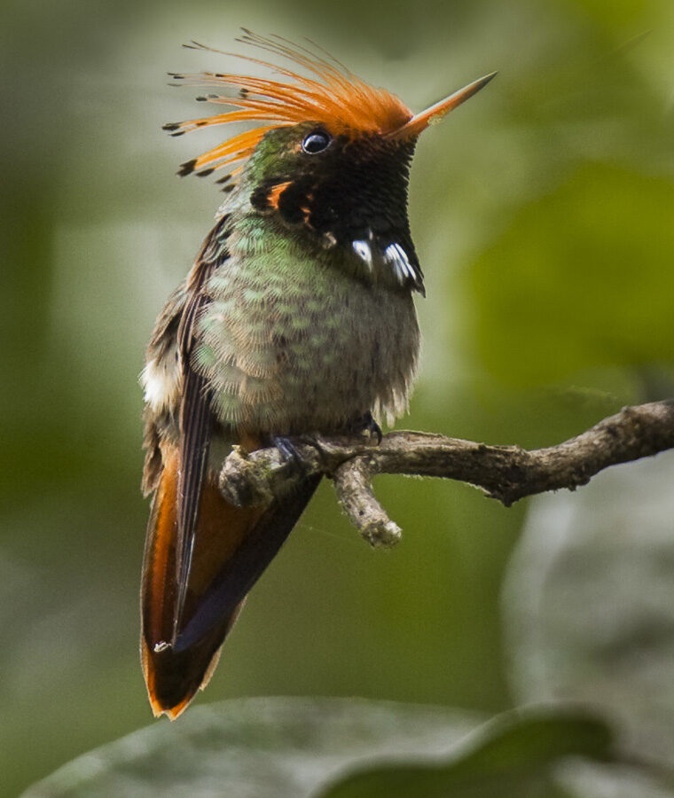 Rufous-crested Coquette