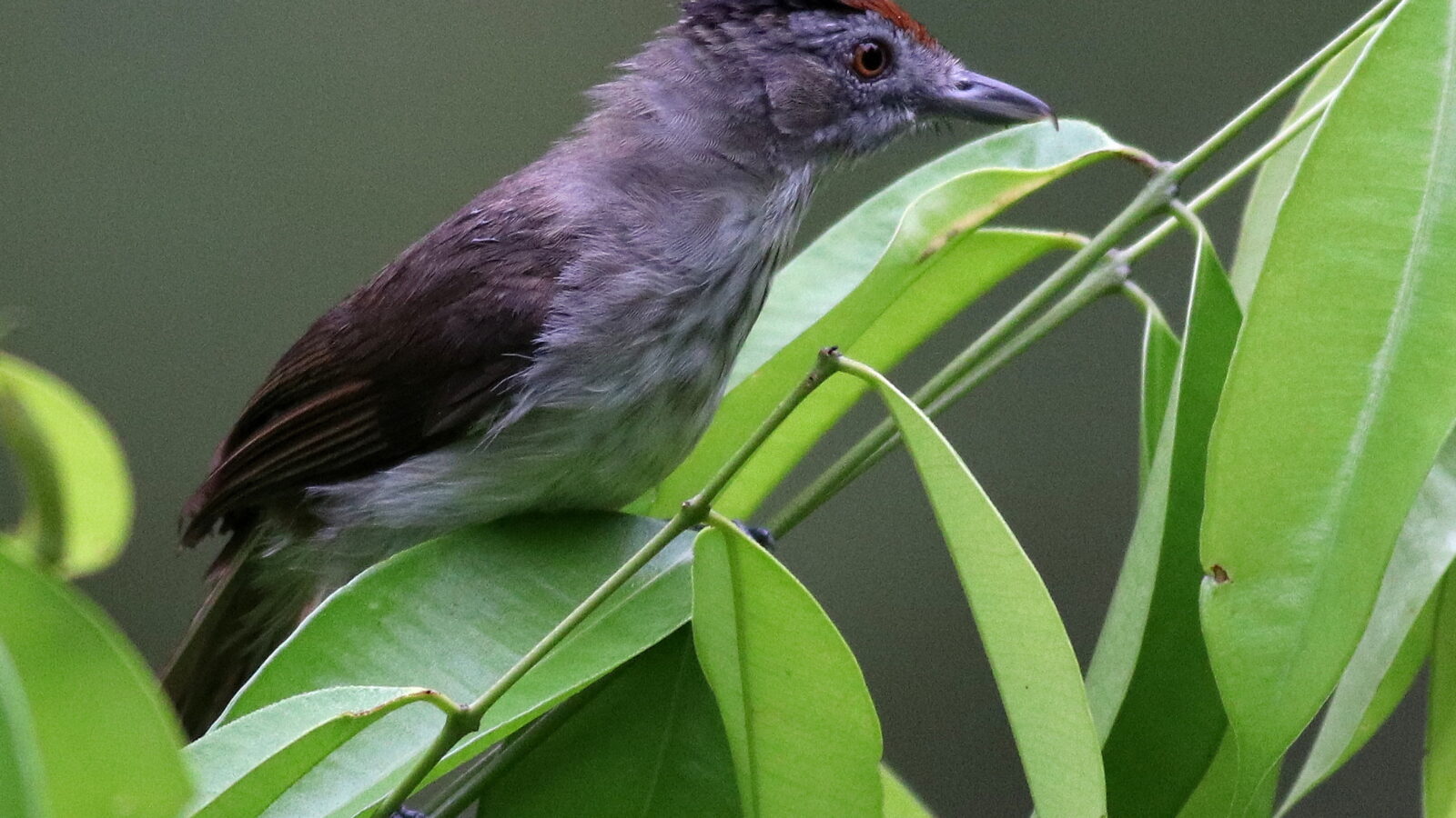 Rufous-crowned Babbler