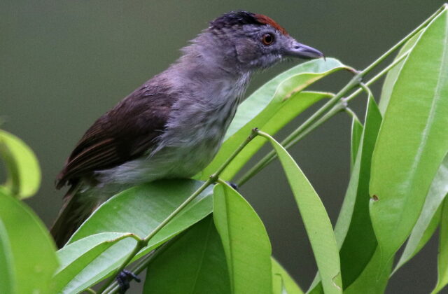 Rufous-crowned Babbler