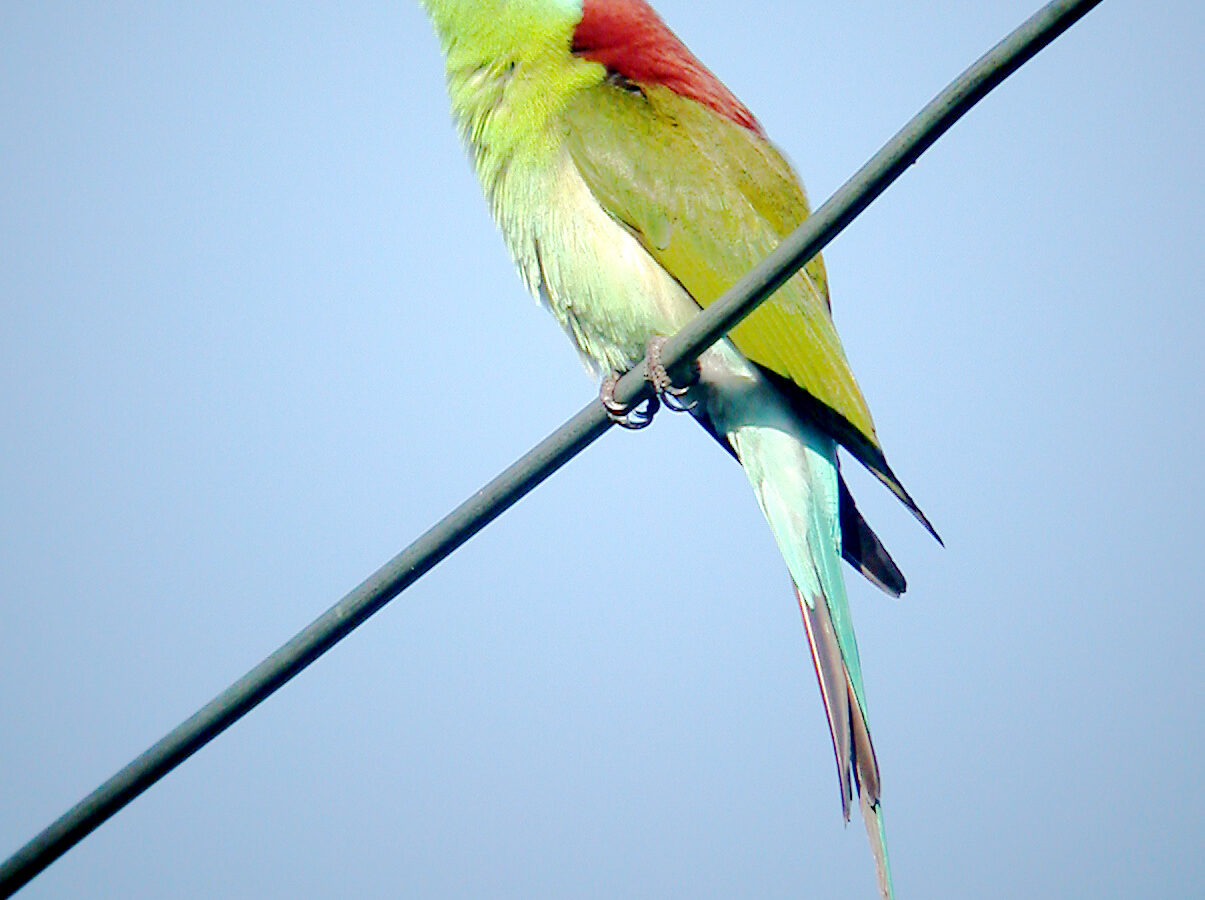 Rufous-crowned Bee-eater