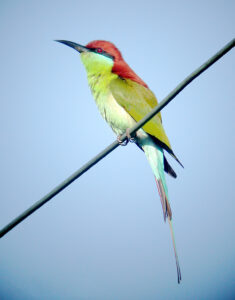 Rufous-crowned Bee-eater
