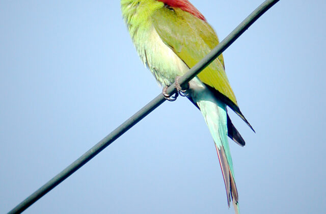 Rufous-crowned Bee-eater