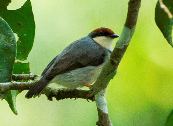 Rufous-crowned Eremomela