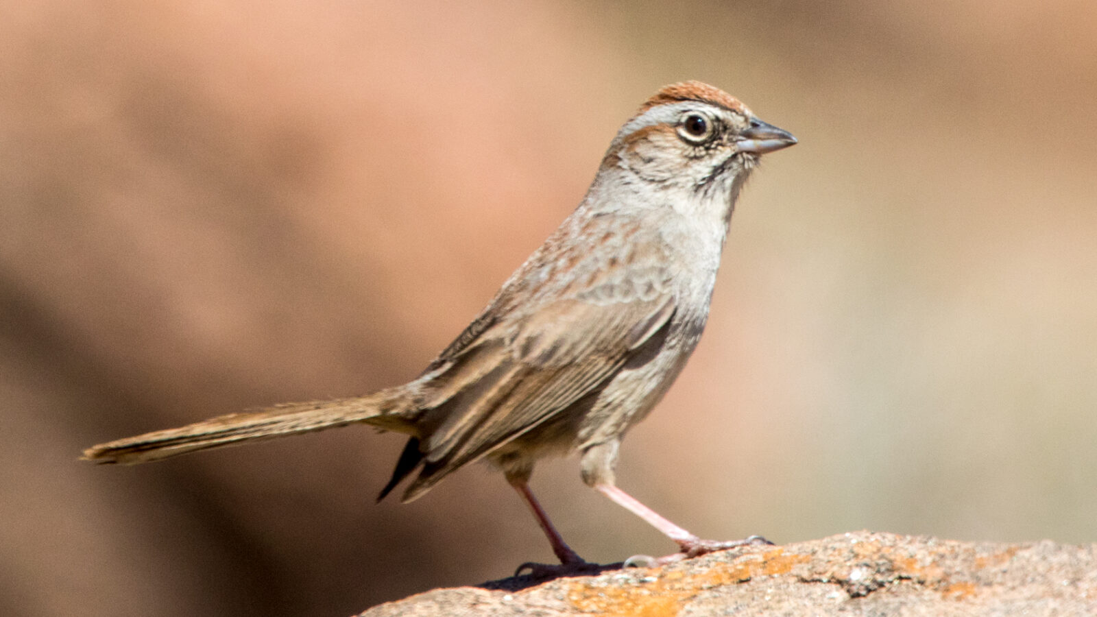 Rufous-crowned Sparrow