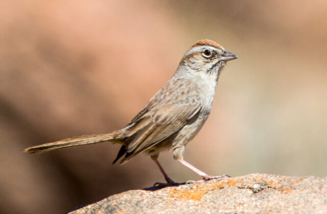 Rufous-crowned Sparrow