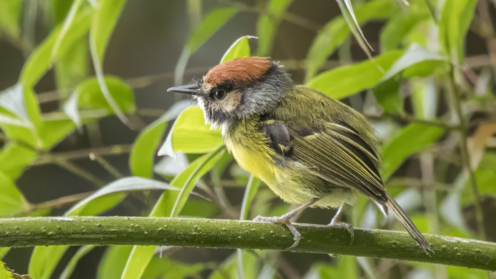Rufous-crowned Tody-Flycatcher