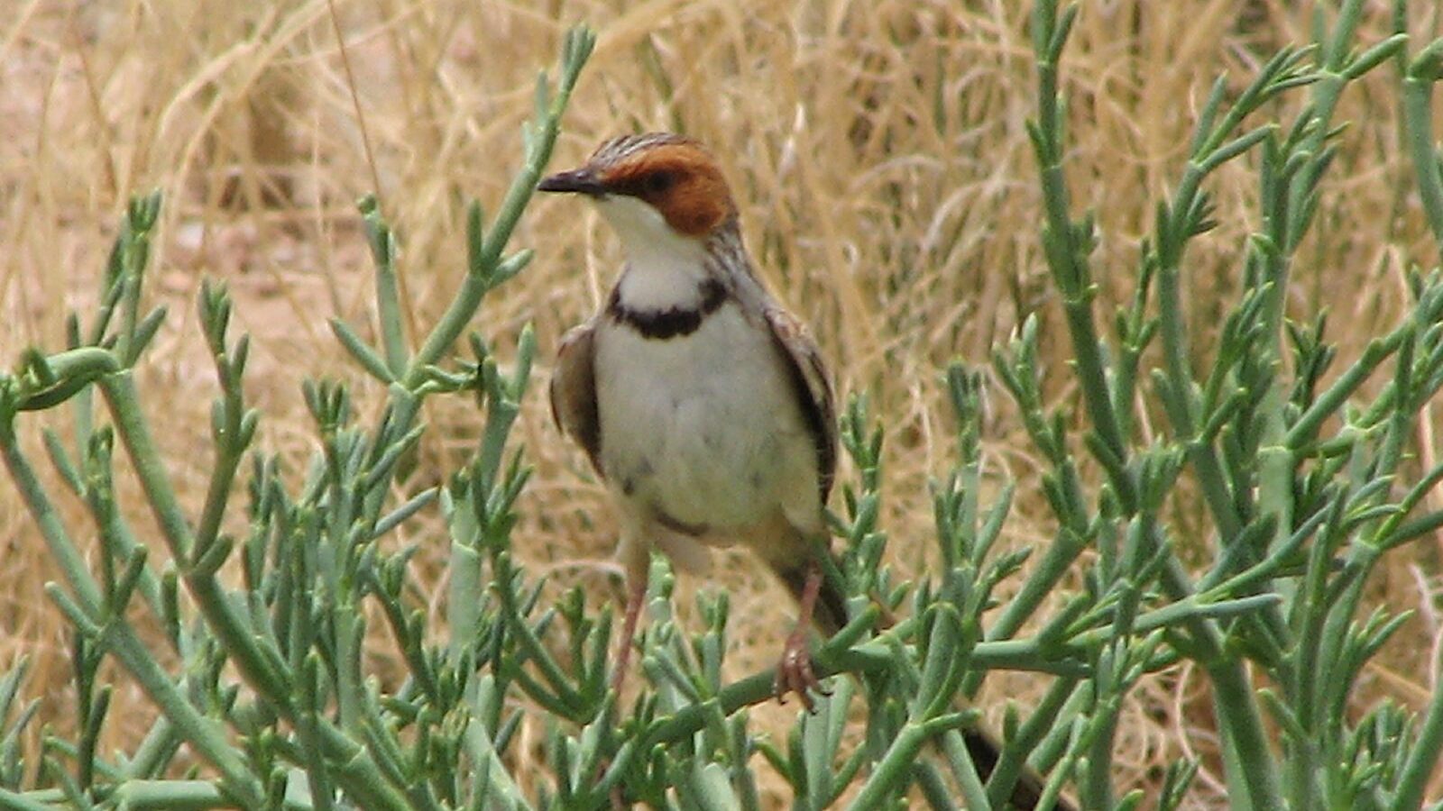 Rufous-eared Warbler