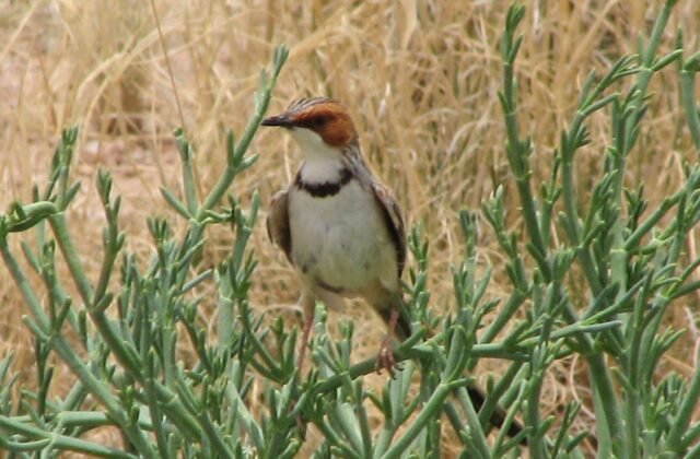 Rufous-eared Warbler