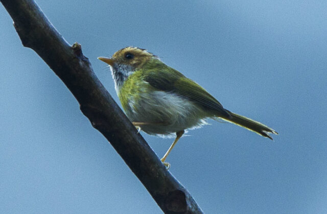 Rufous-faced Warbler