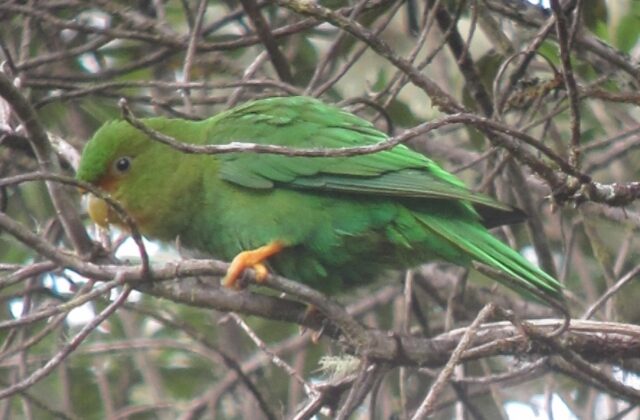 Rufous-fronted Parakeet