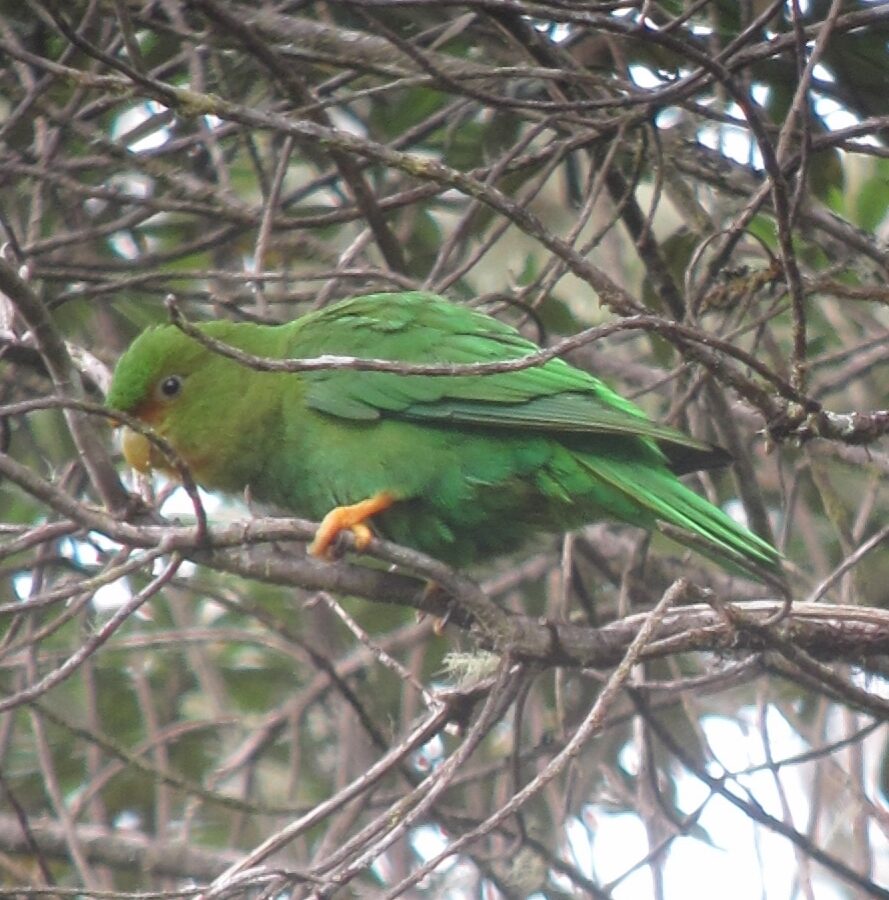 Rufous-fronted Parakeet