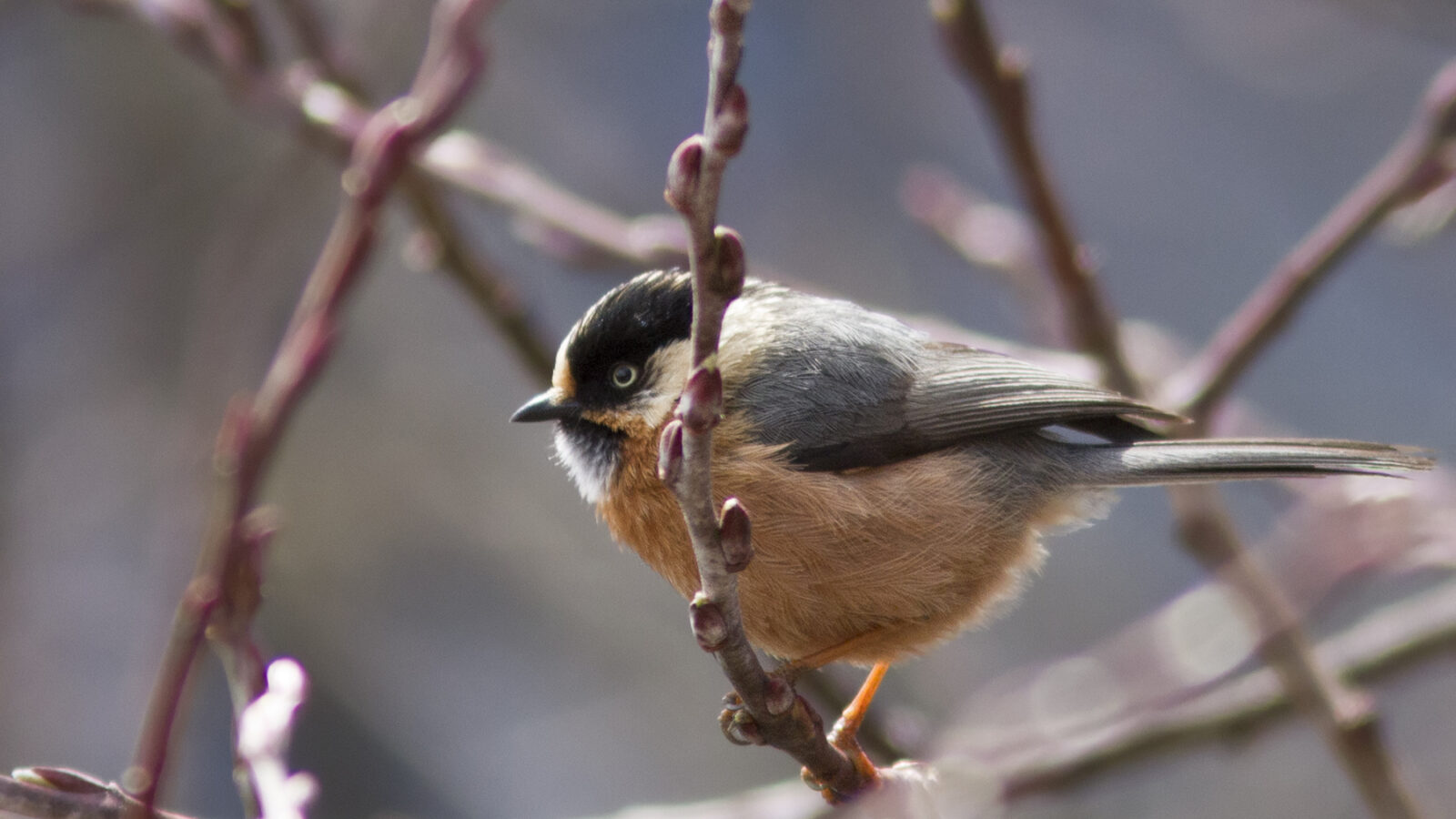 Rufous-fronted Bushtit