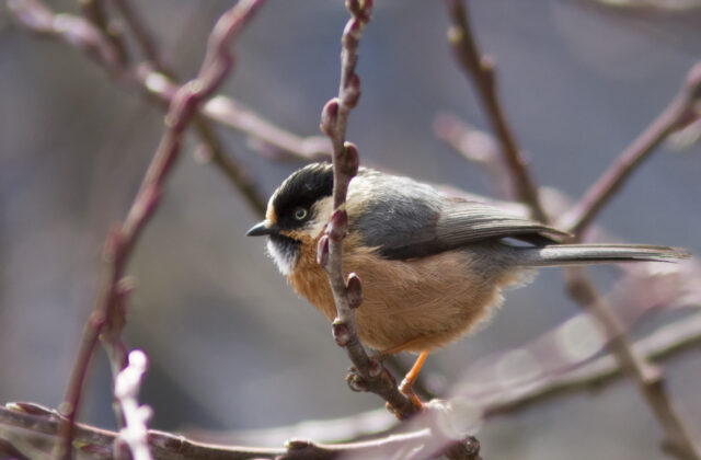 Rufous-fronted Bushtit