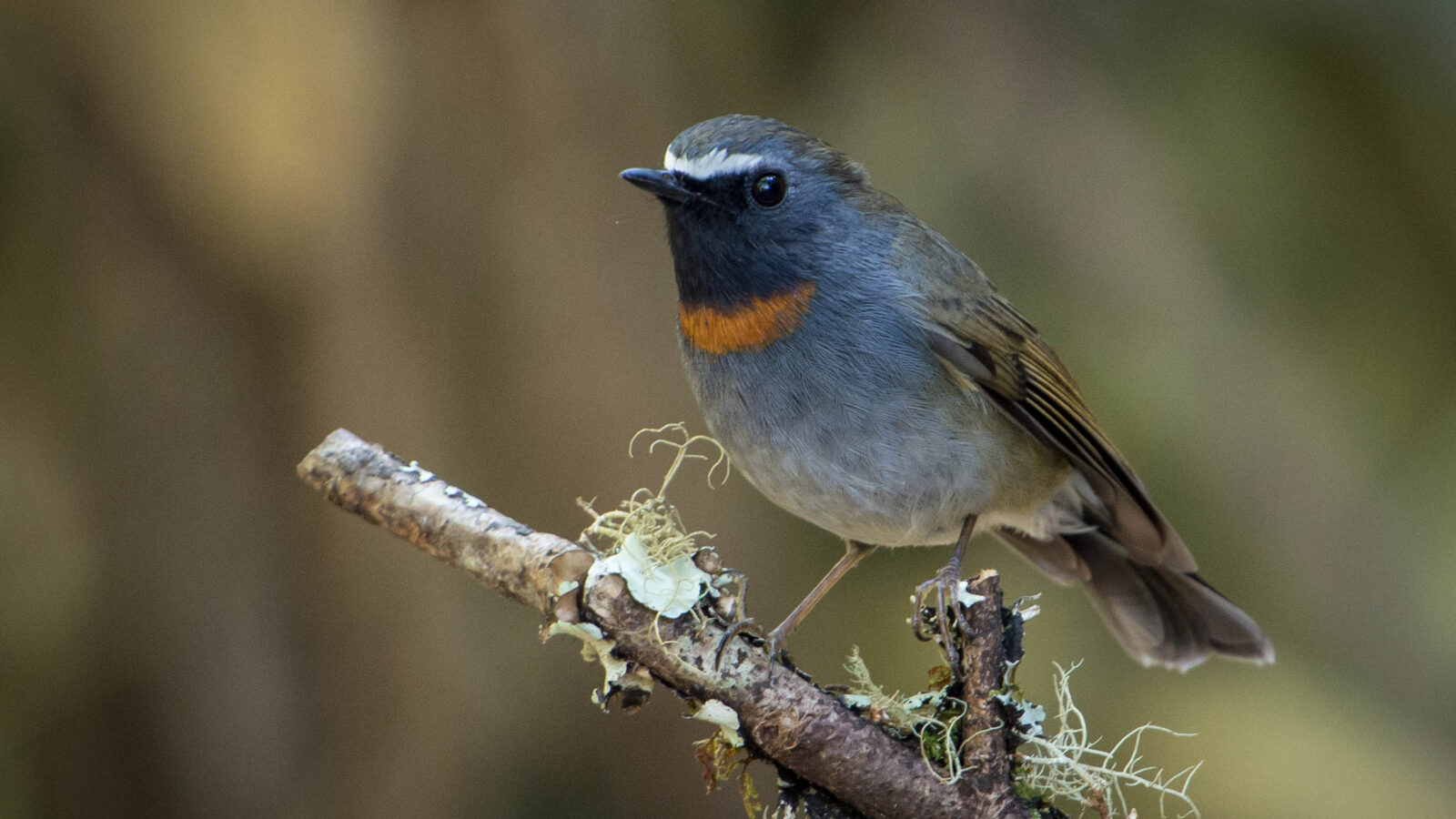 Rufous-gorgeted Flycatcher