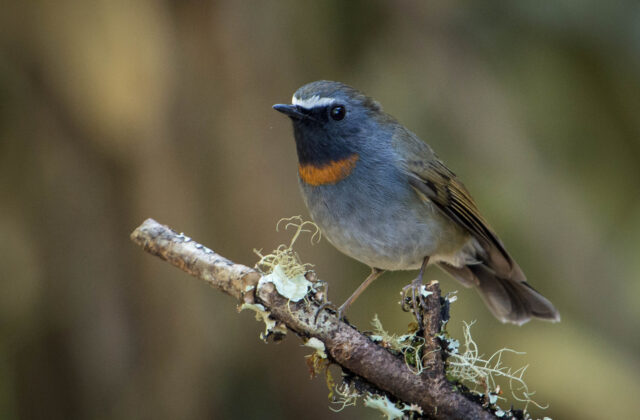 Rufous-gorgeted Flycatcher