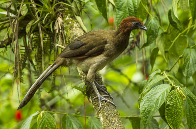 Rufous-headed Chachalaca