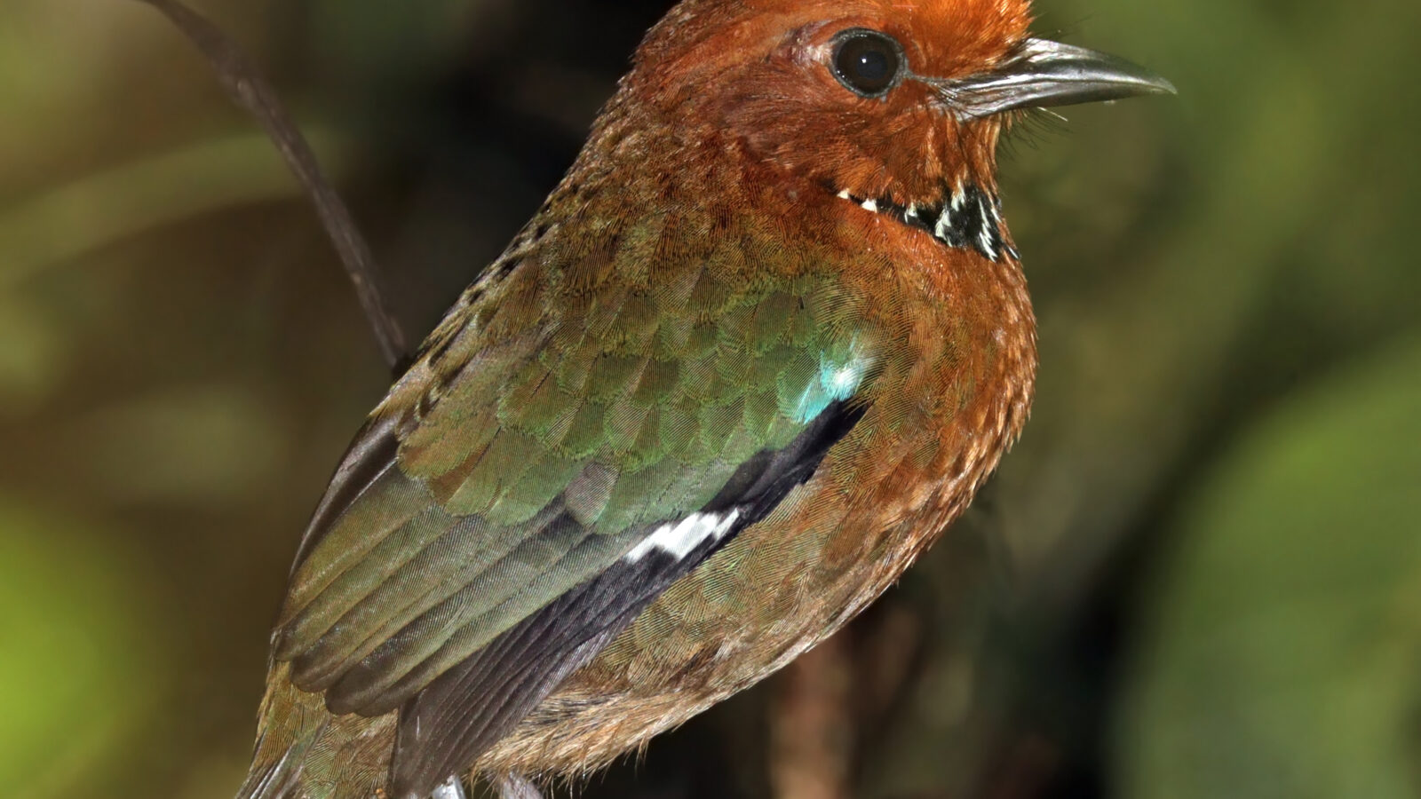 Rufous-headed Ground Roller