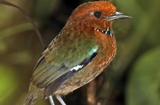 Rufous-headed Ground Roller