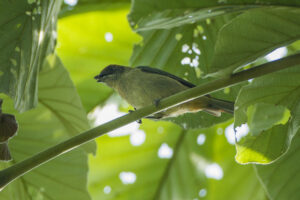 Rufous-naped Greenlet