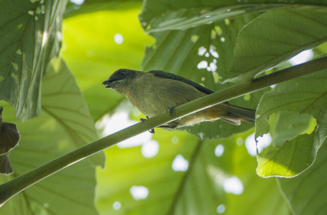 Rufous-naped Greenlet