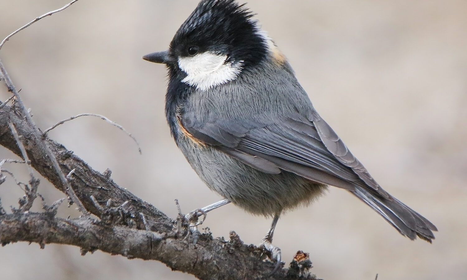 Rufous-naped Tit