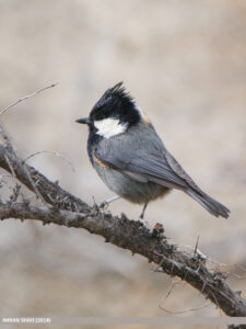 Rufous-naped Tit
