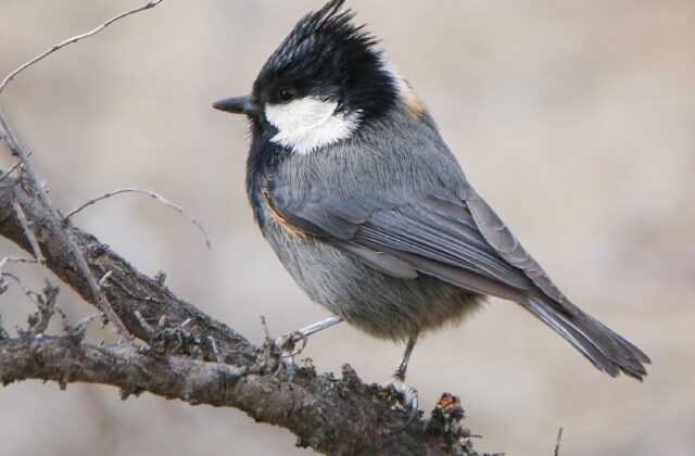 Rufous-naped Tit