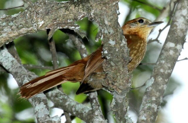 Rufous-necked Foliage-gleaner
