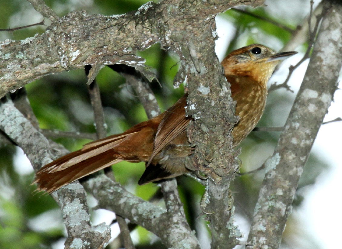 Rufous-necked Foliage-gleaner