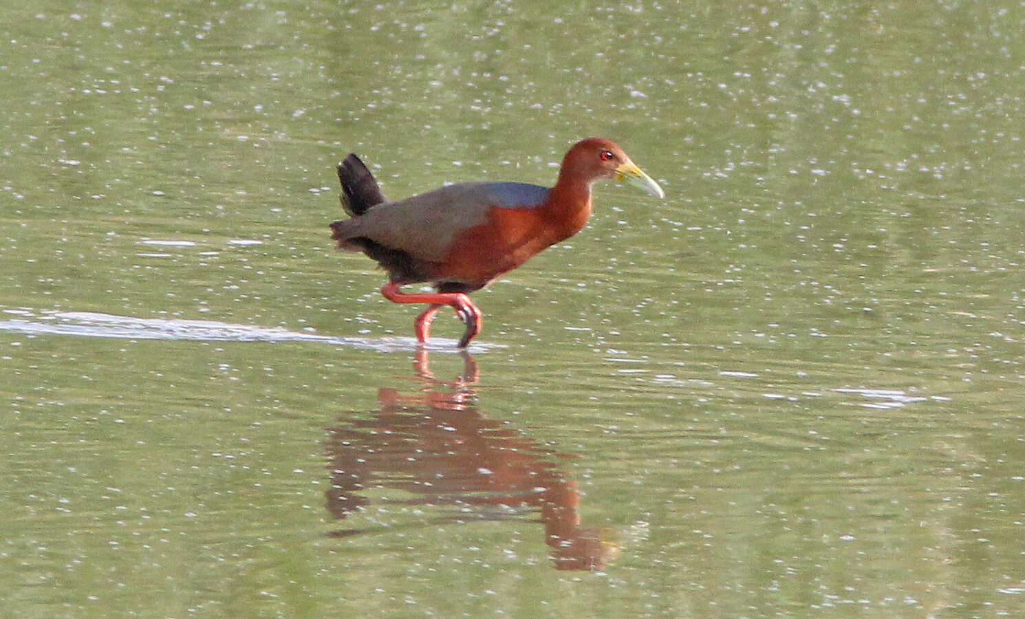 Rufous-necked Wood Rail