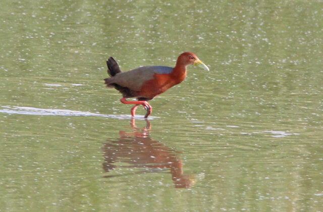 Rufous-necked Wood Rail