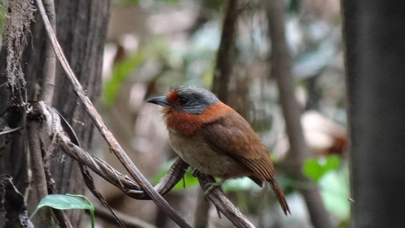 Rufous-necked Puffbird