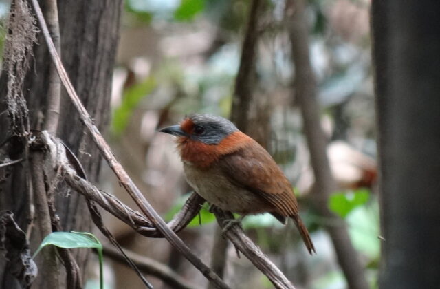 Rufous-necked Puffbird